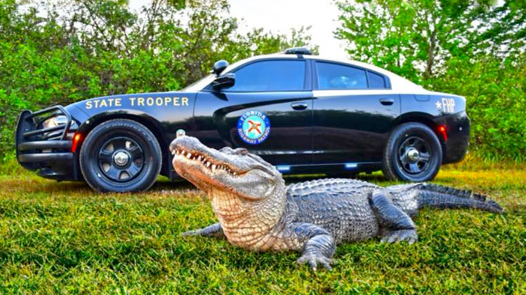 For the 2023 "America's Best Looking Cruiser" contest, the Florida Highway Patrol submitted a picture of a 2019 Dodge Charger in FHP's traditional colors of black and tan with an alligator in the foreground.