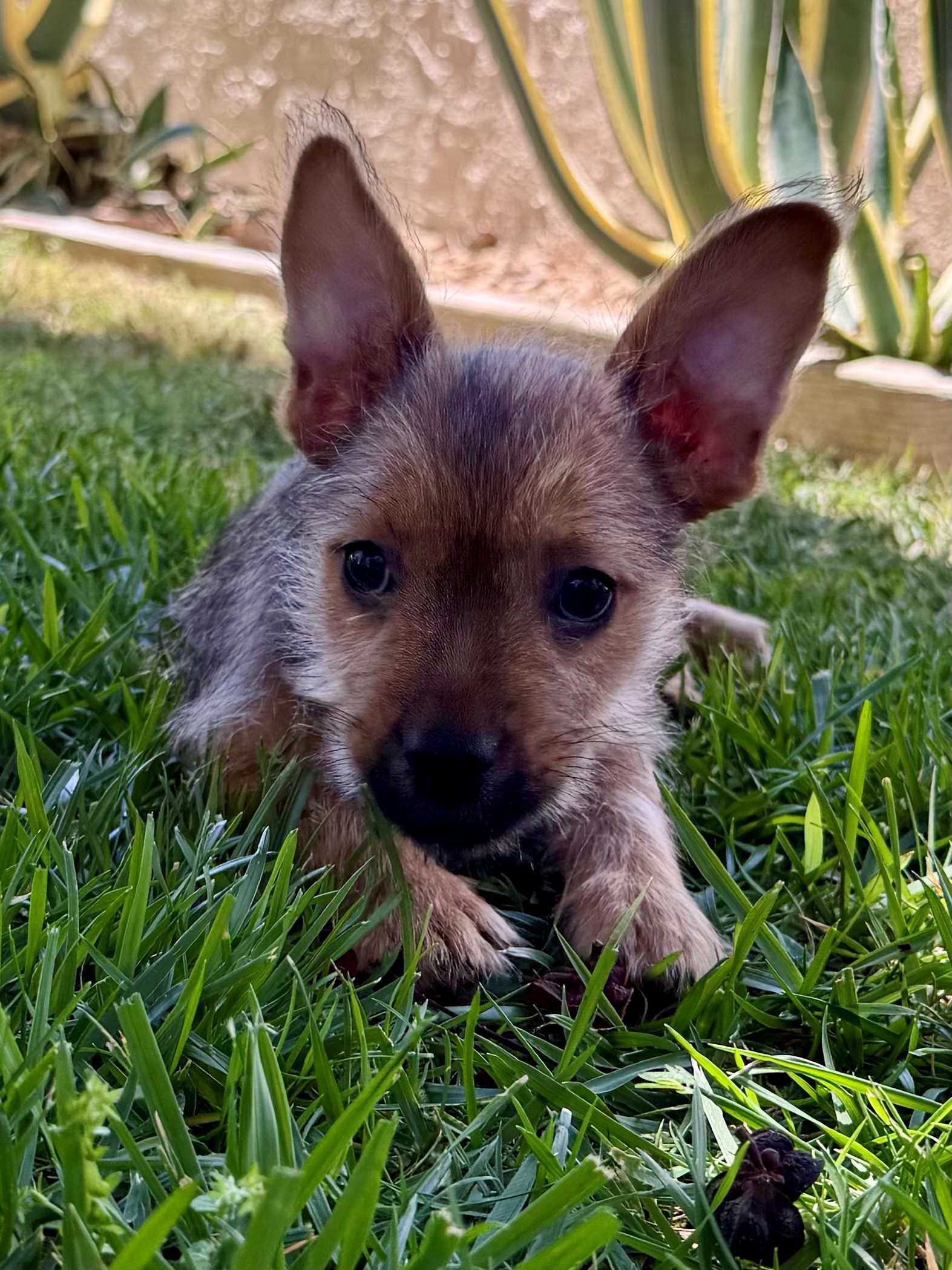 oscar (1).jpg