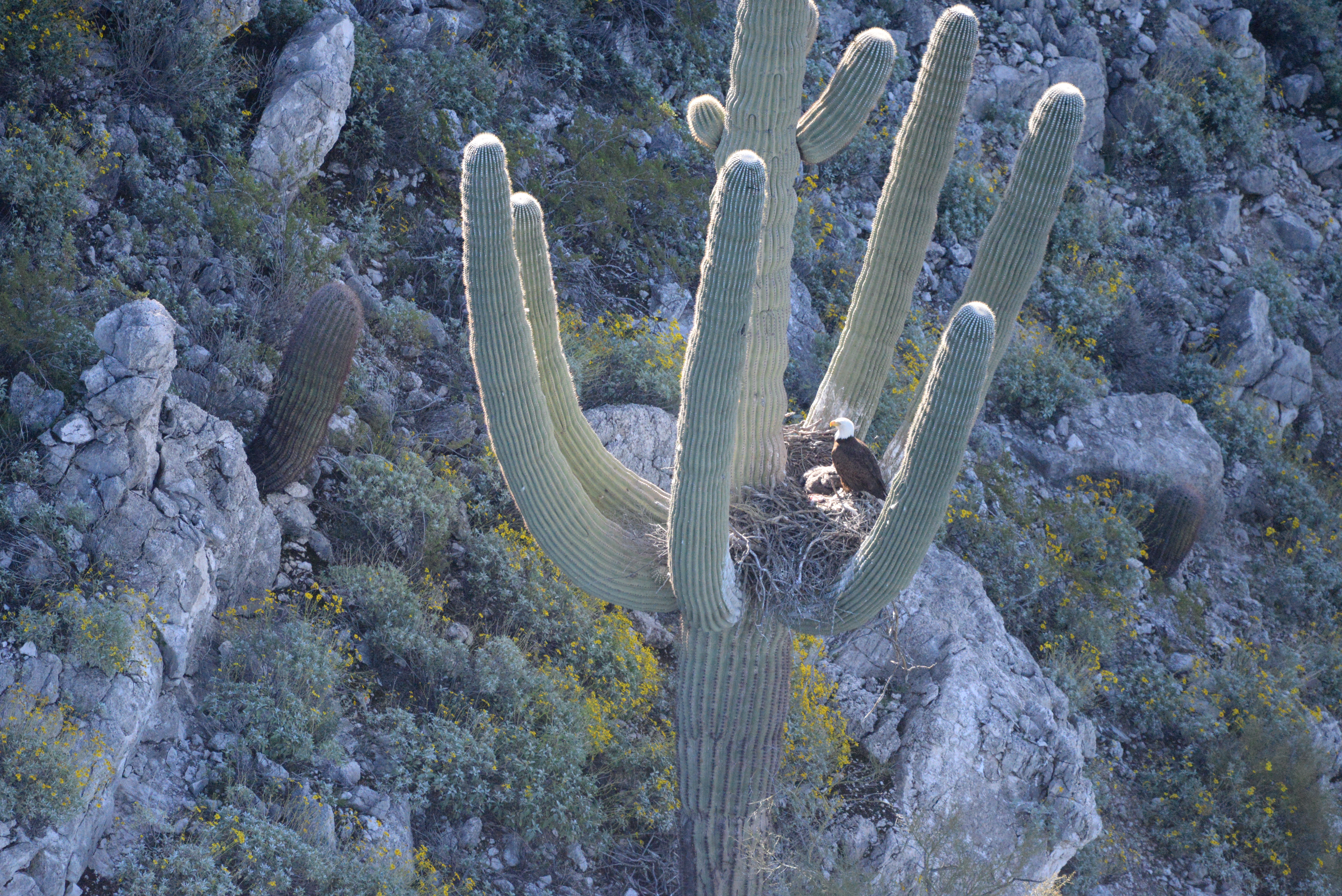AZGFD spots first documented bald eagle nest in saguaro