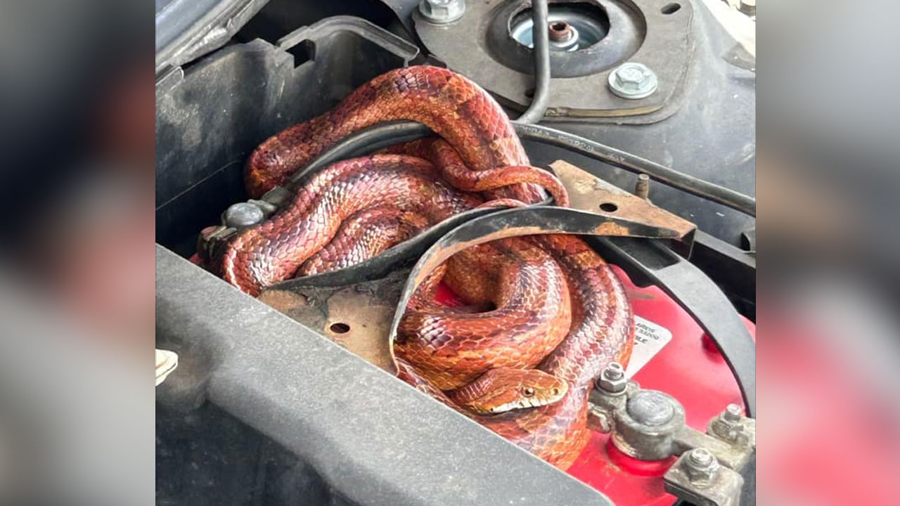The Lee County Sheriff's Office said they arrived at a home for a call about a python but instead found a red rat snake under a car hood this week.