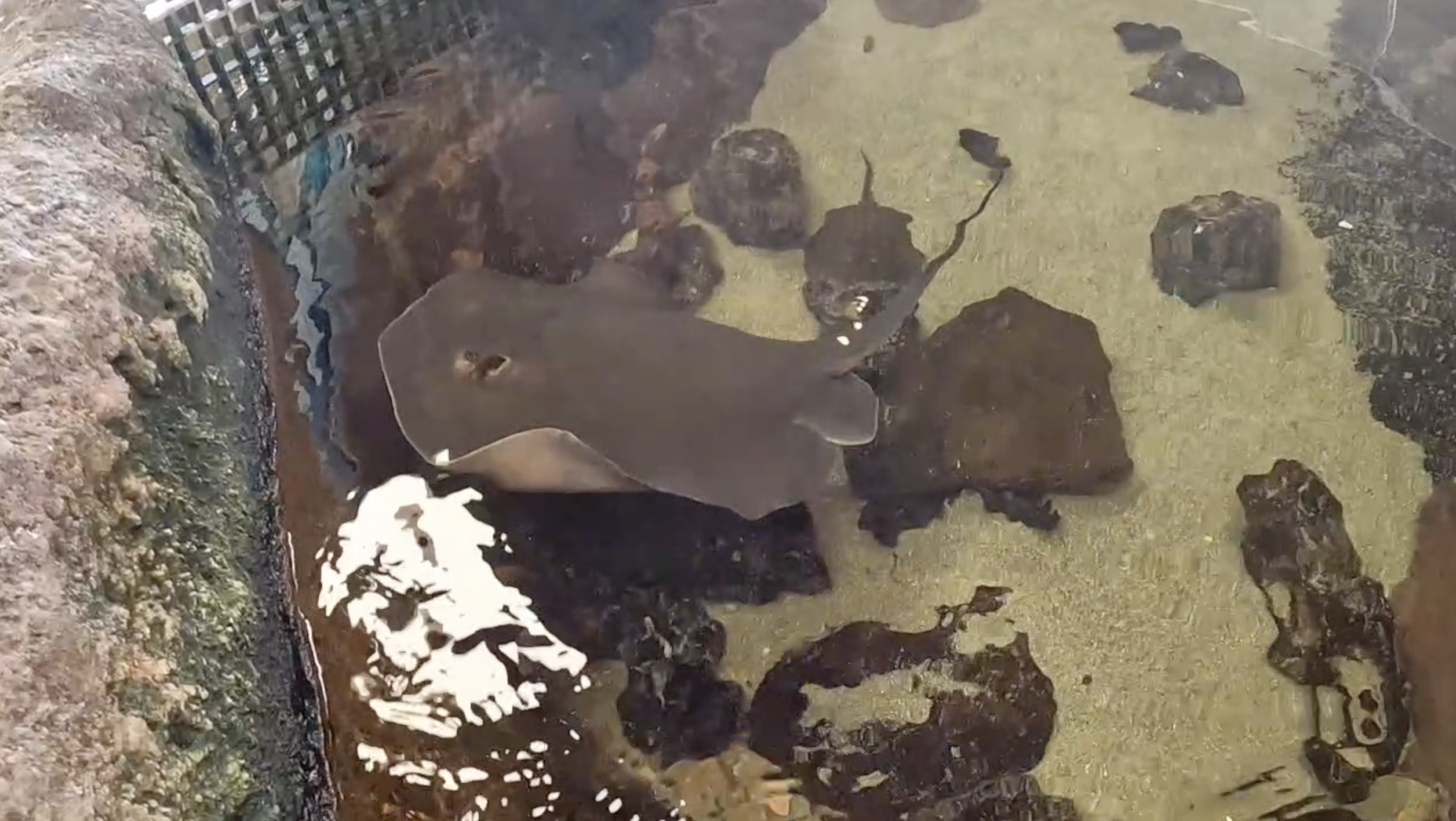 Sharks and Rays event Chula Vista