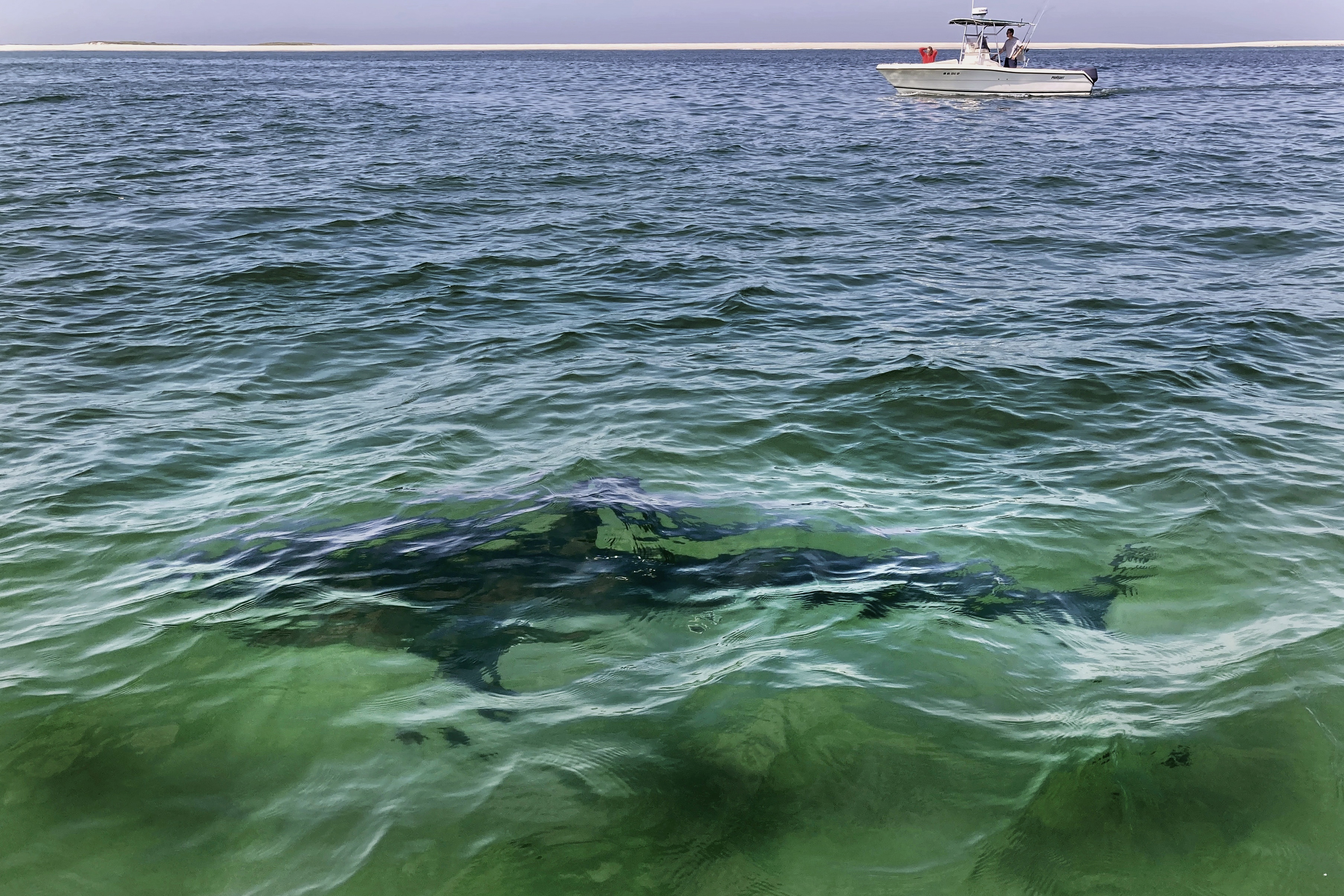 CORRECTION Shark Bites-Explainer
