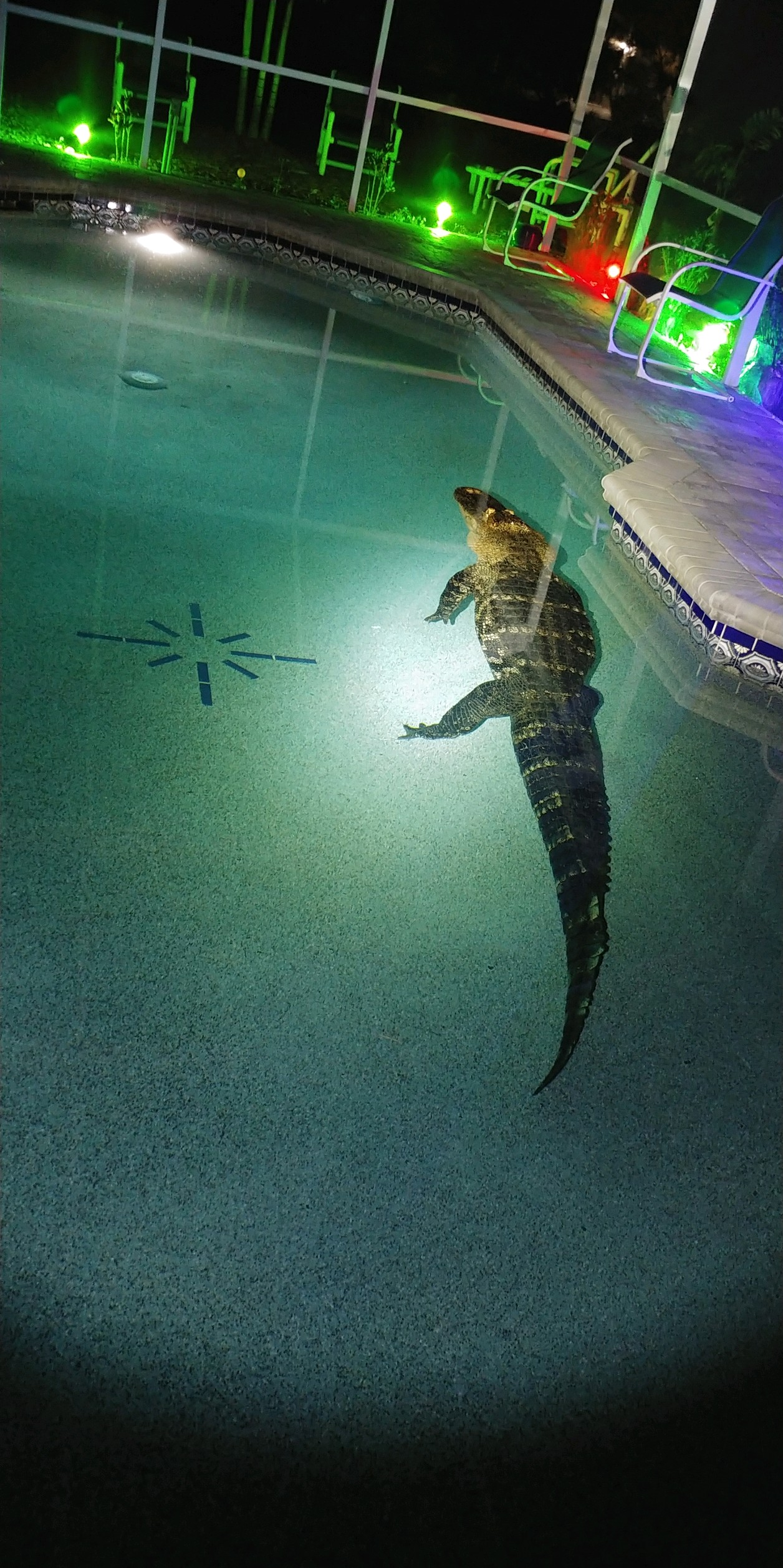 charcogator1.jpeg