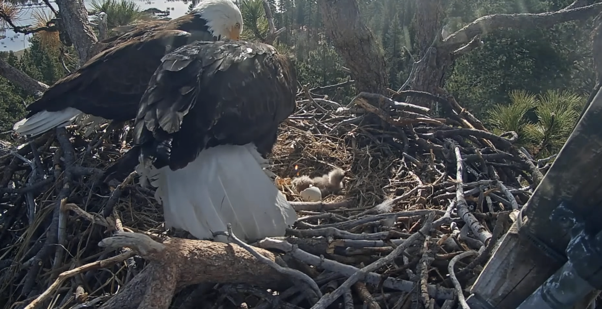 Friends of Big Bear Valley and Big Bear Eagle Nest Cam