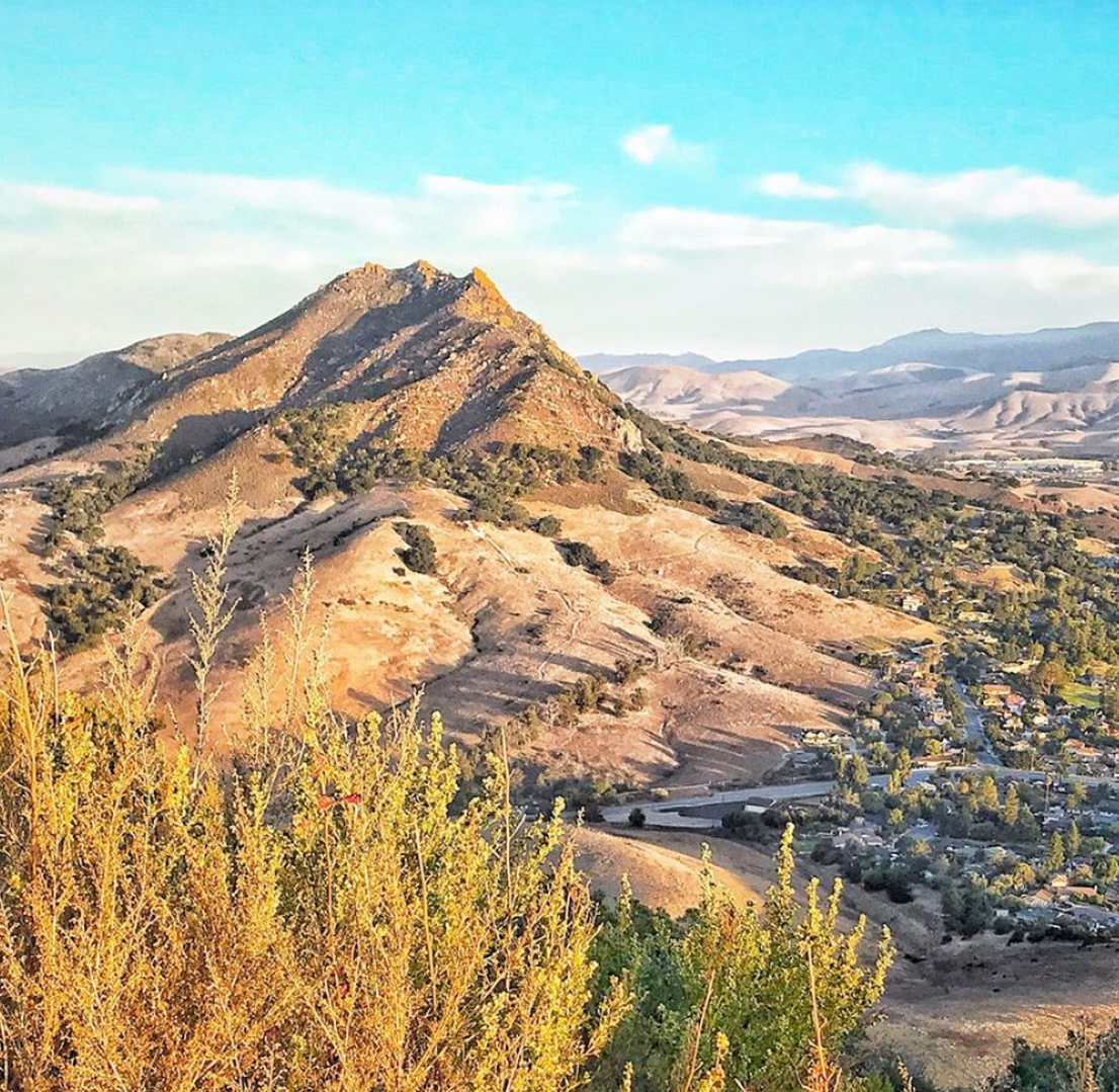 wildflowerfolie 103019.PNG