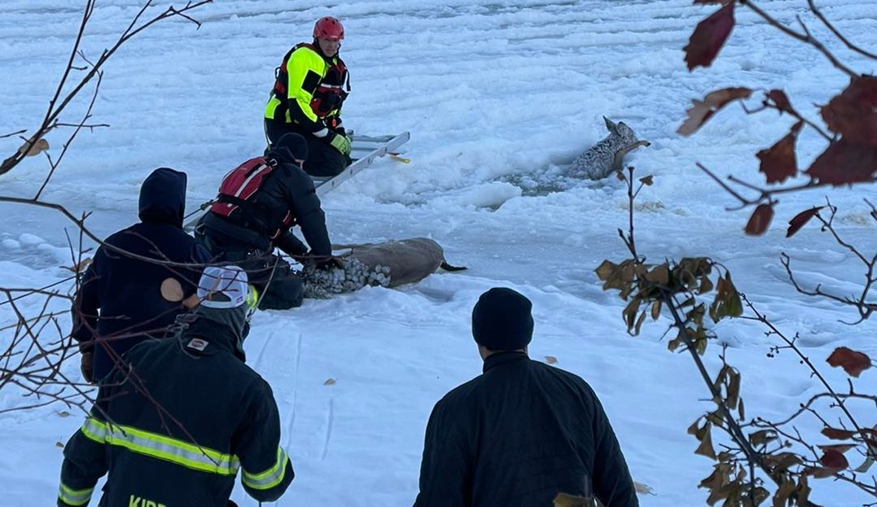 deer rescue3.jpg