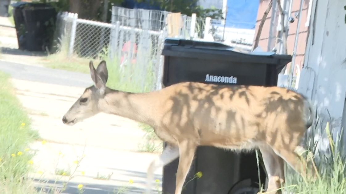 ANACONDA DEER.jpg