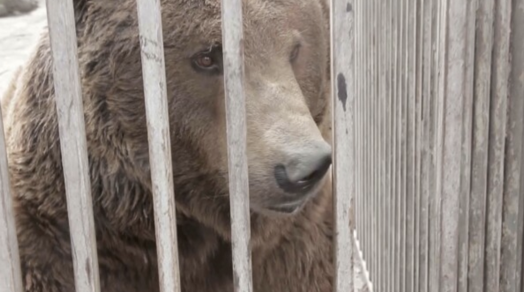 Mariupol zoo in war
