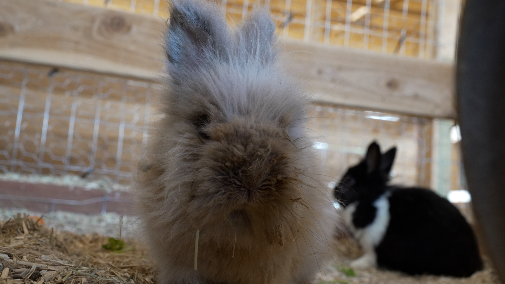 RABBIT.jpg