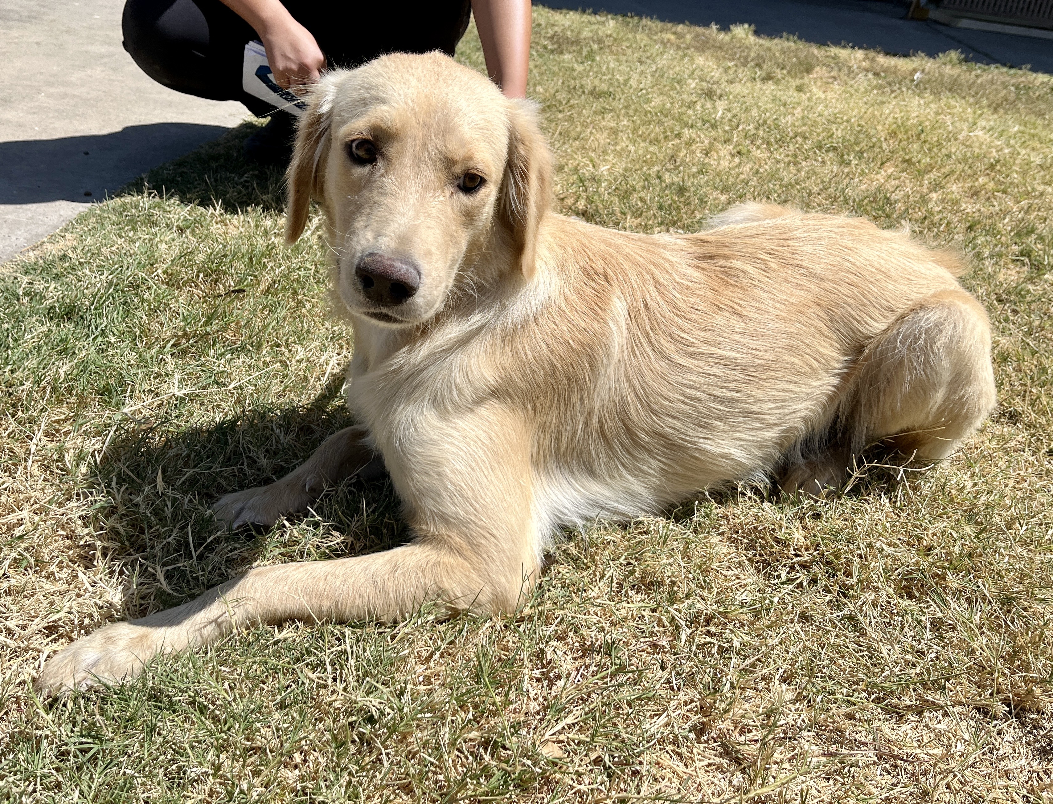 Darla - Moments after being saved.JPG