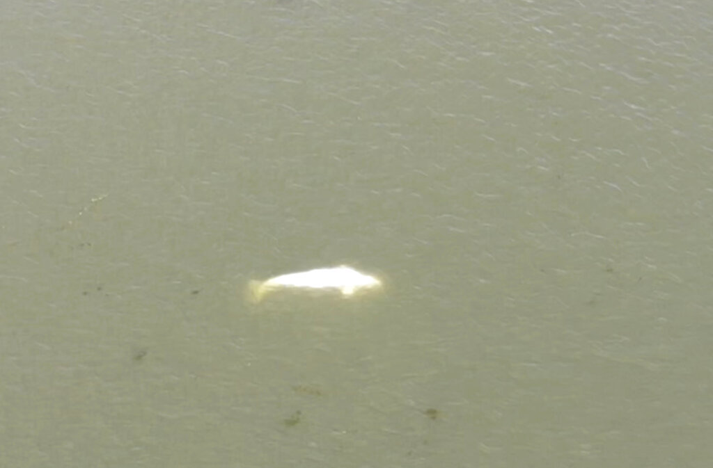 France Whale in Seine