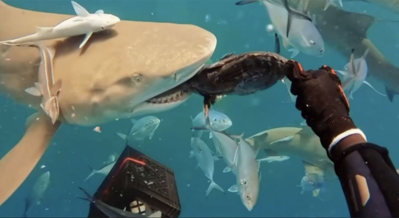 Sharks 