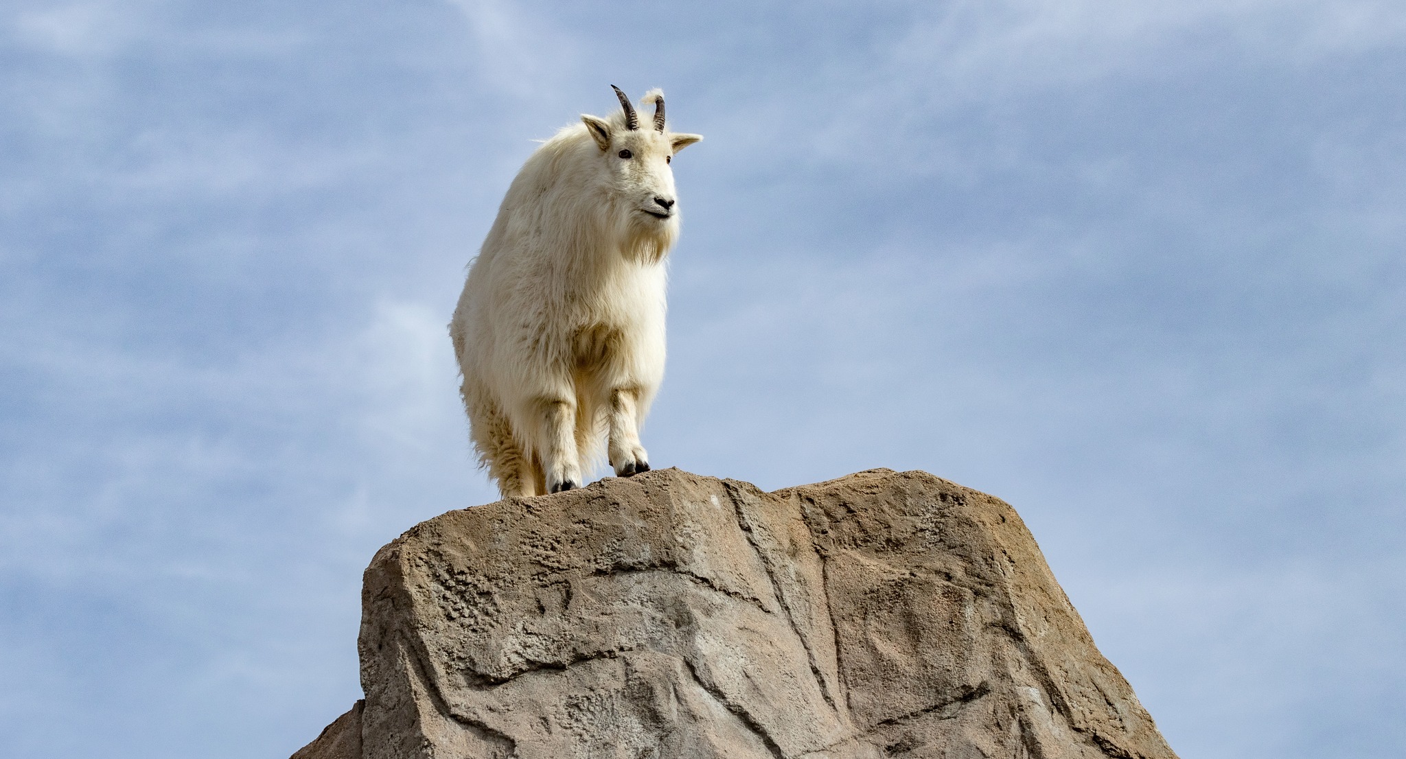 Denver Zoo Conservation Alliance_3.jpg
