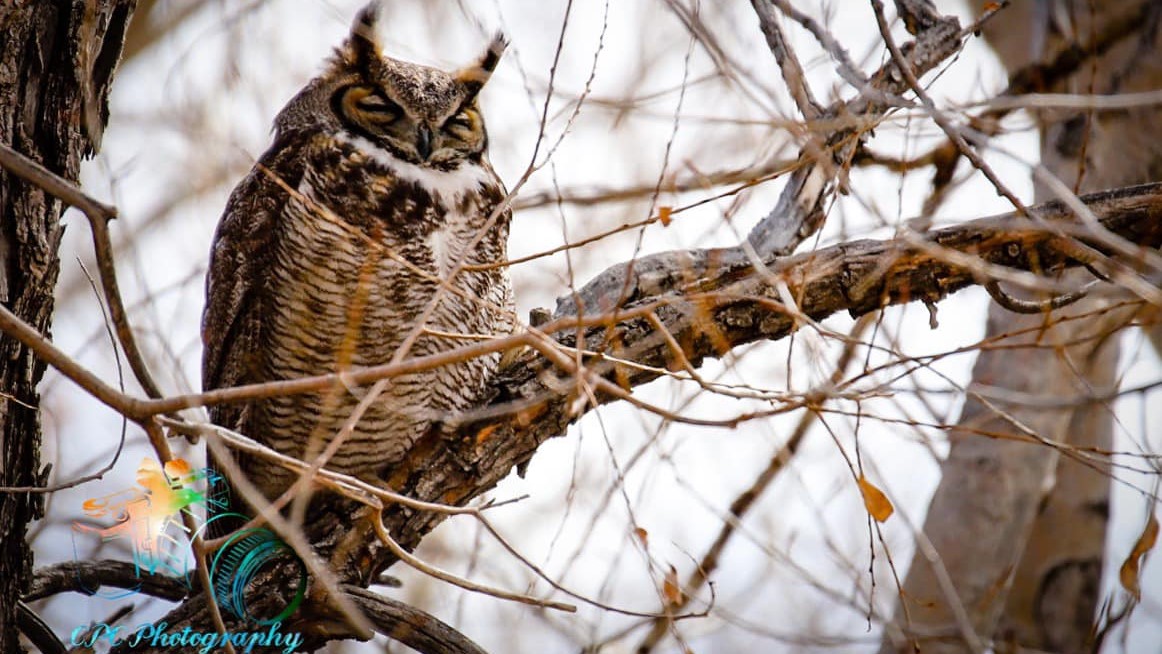 Carter Chavez great horned owl