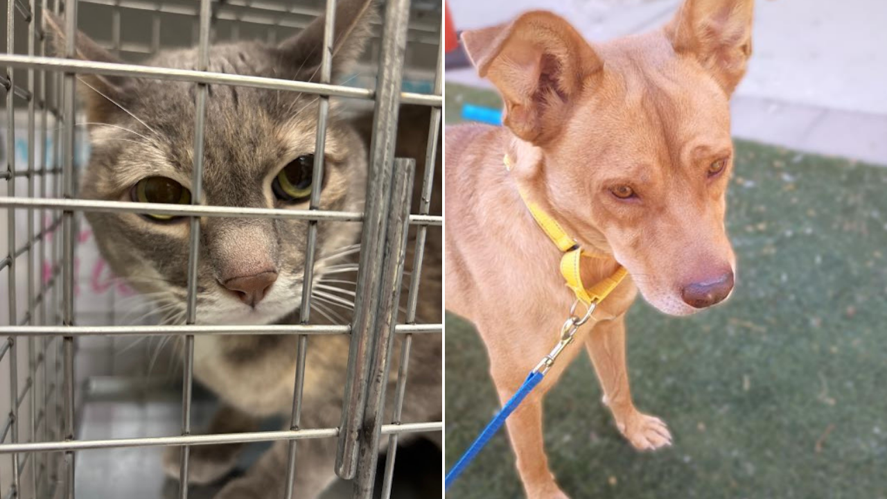 Clear the Shelters Event