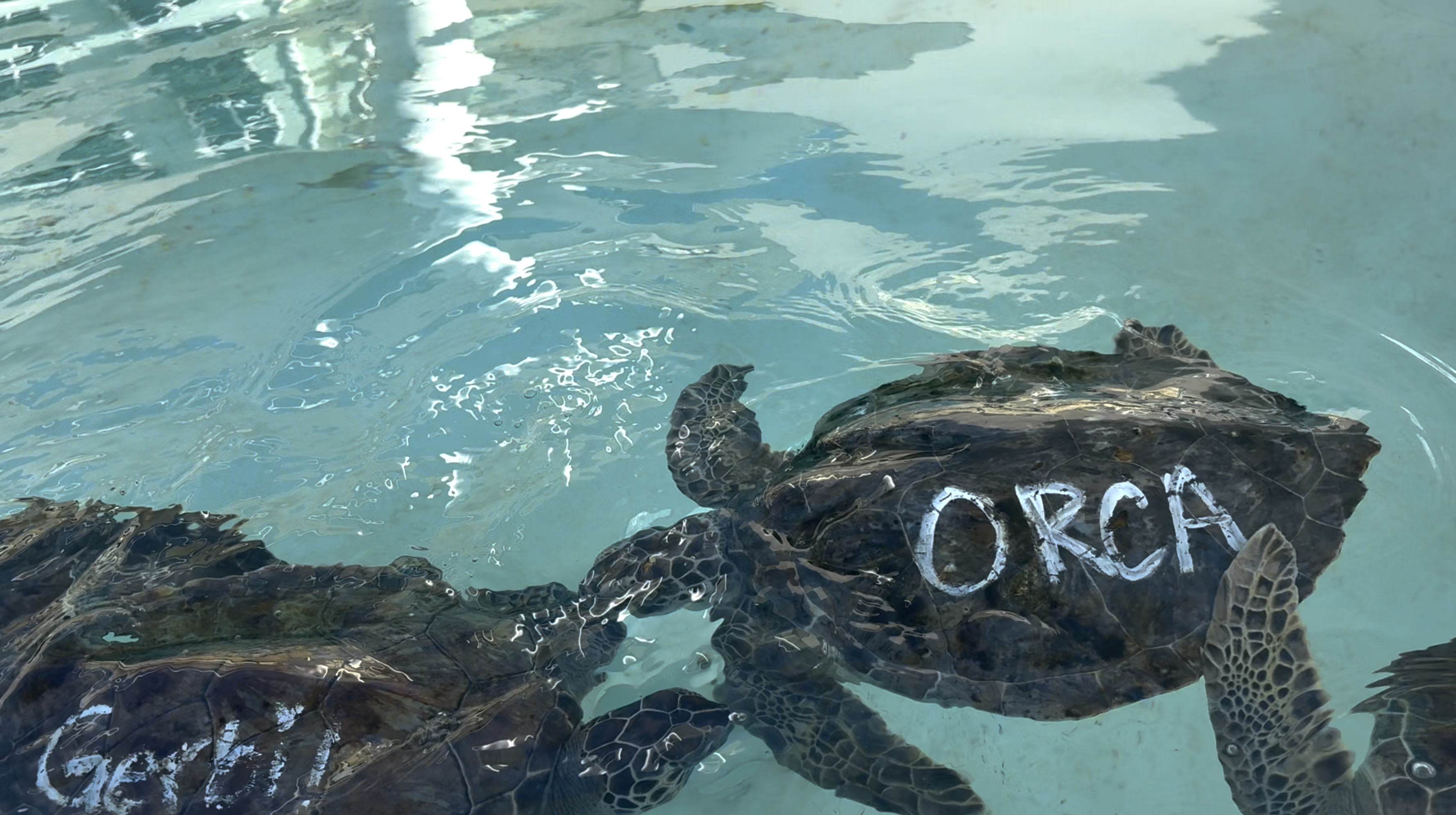 Turtles at Loggerhead