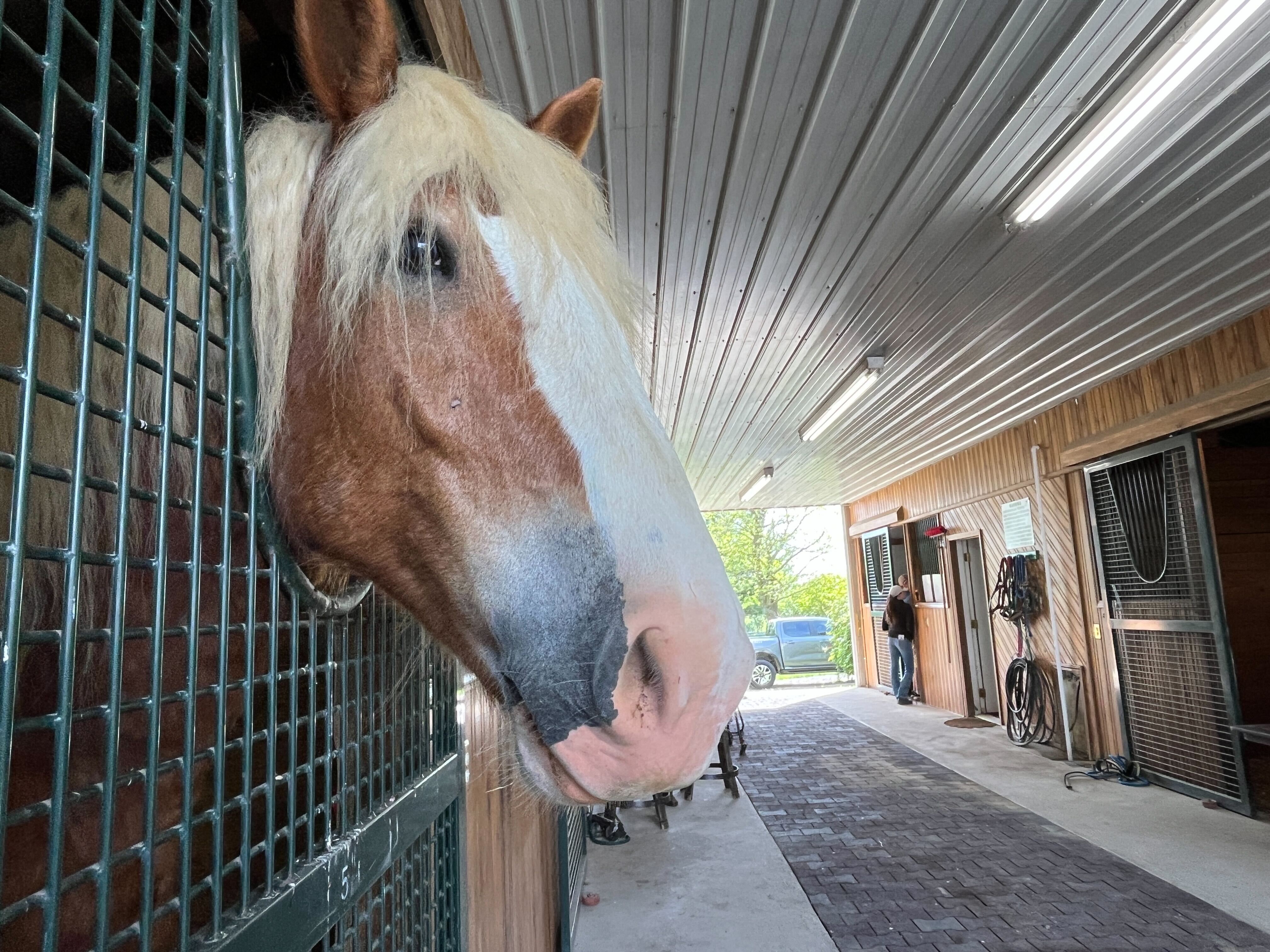 Horse
