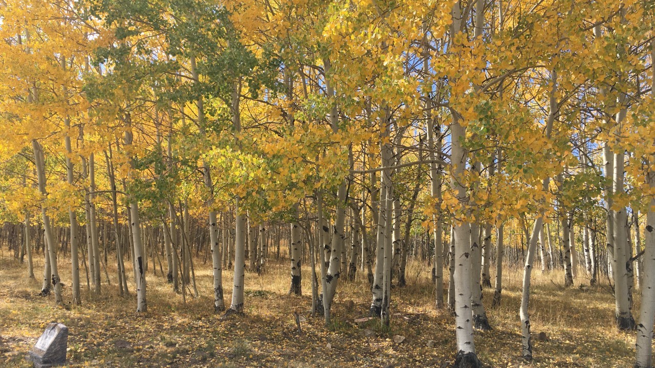 Cripple Creek fall foliage