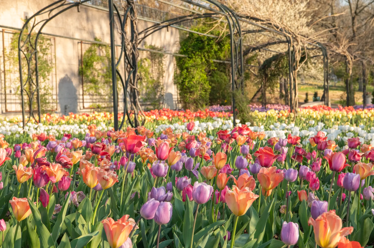 Cheekwood in Bloom.PNG