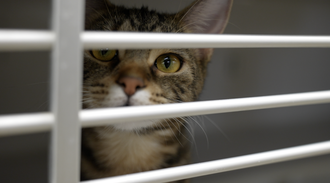 Thinking about gifting a pet this Christmas? Here's what you need to know first 