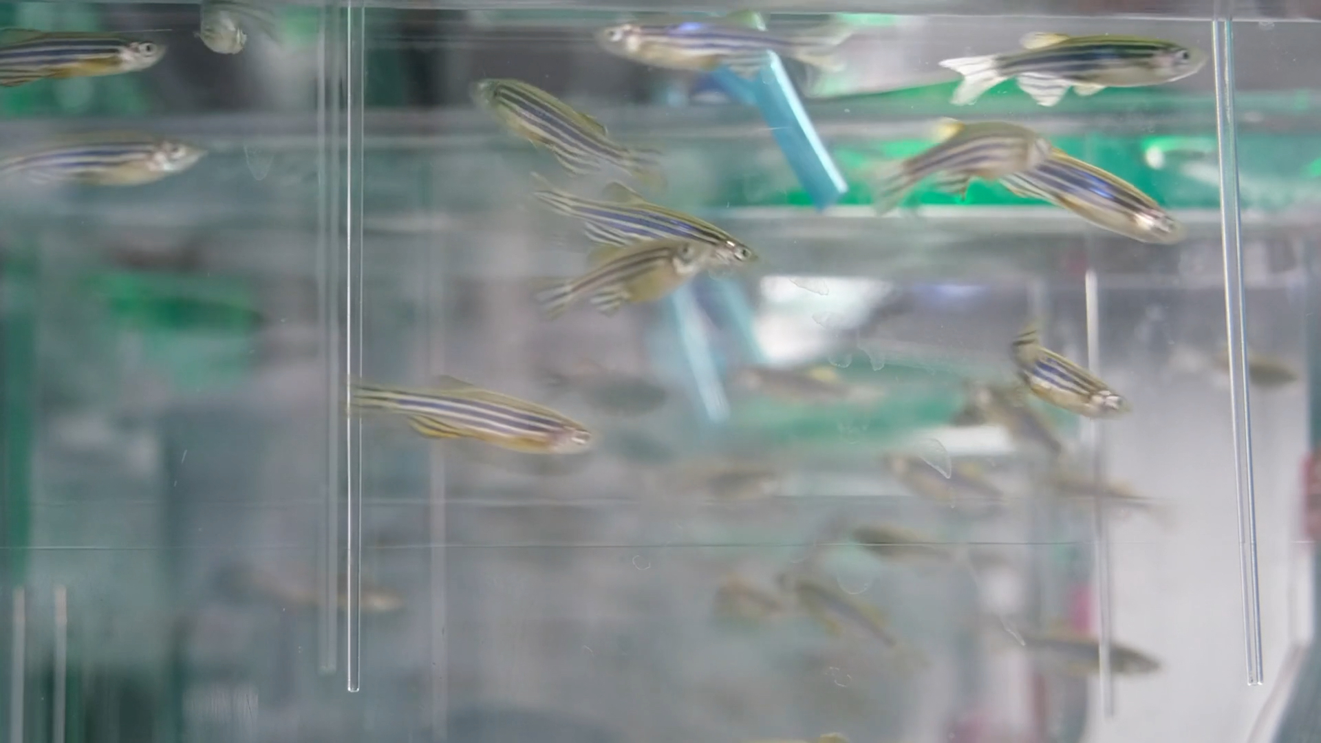 zebrafish_video_2_courtesy_of_van_andel_institute (1080p).jpg