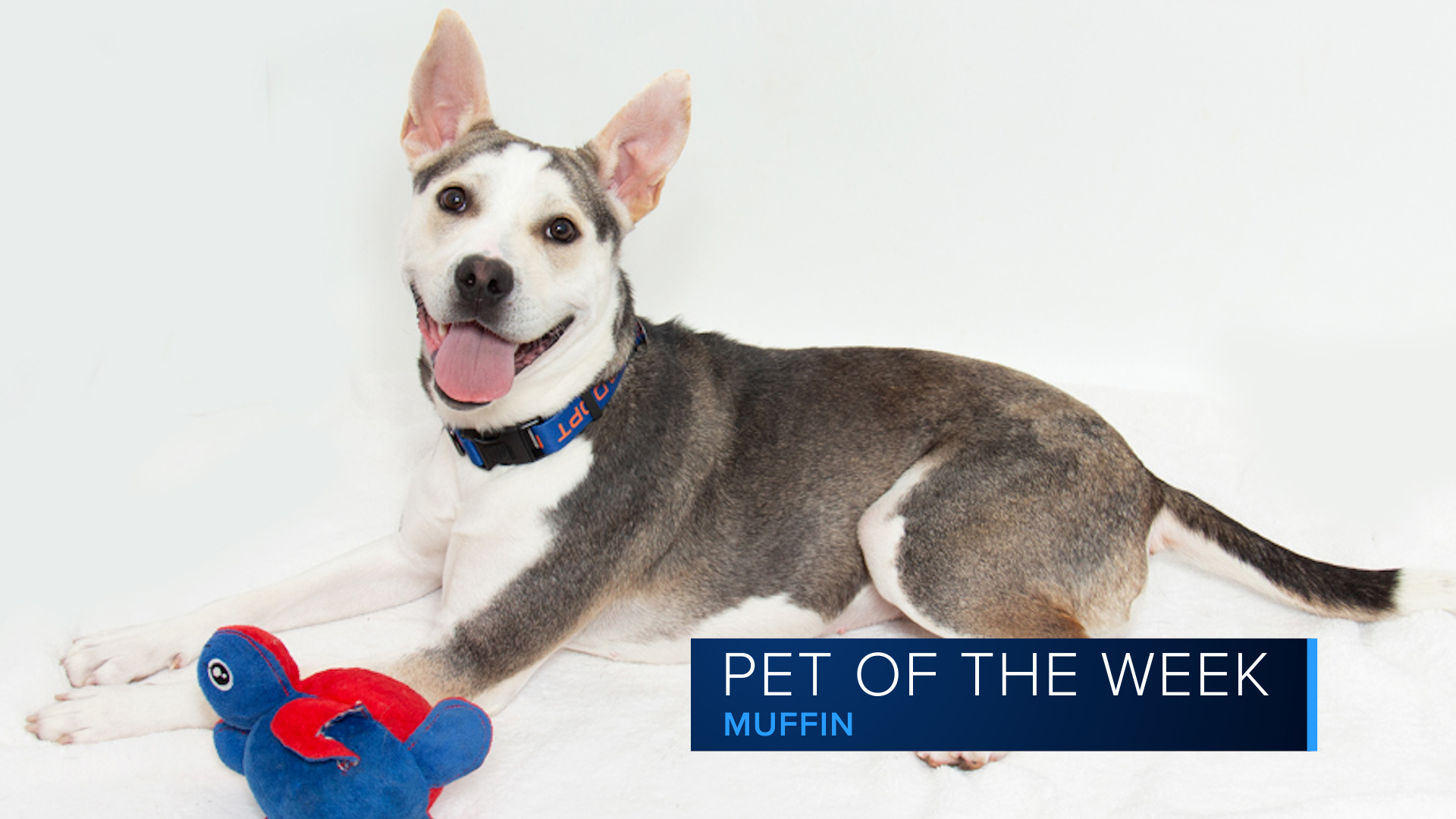 Pet of the Week: Muffin
