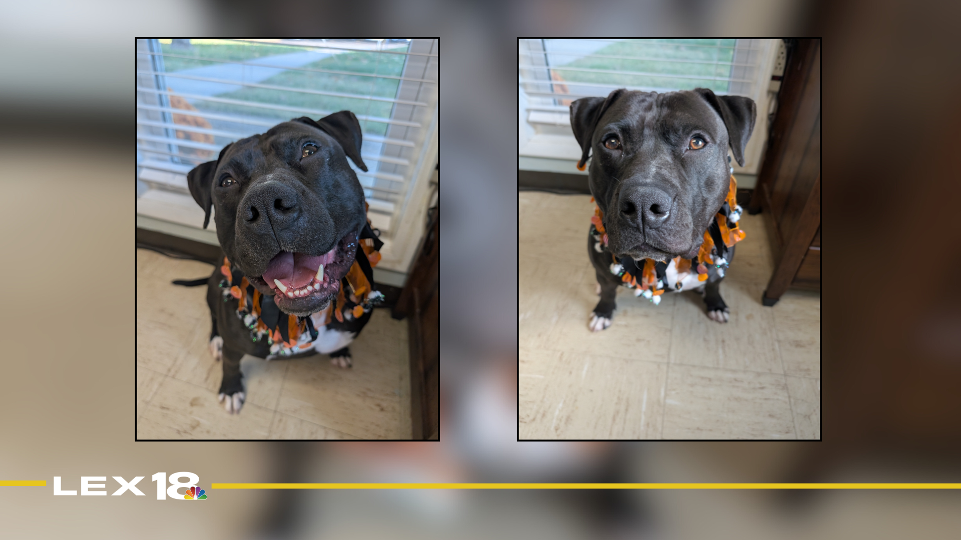 Featured Image Custom Edit (1).png