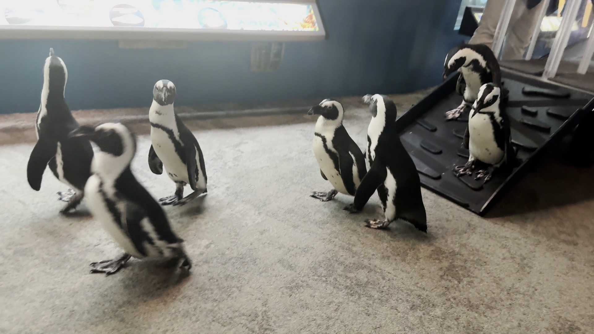 penguin waddle