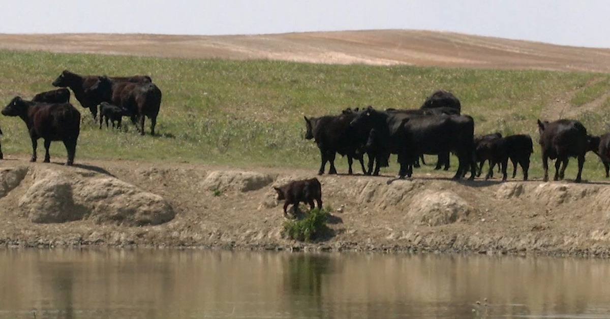 Cattle in NE Montana by Reservoir.jpg