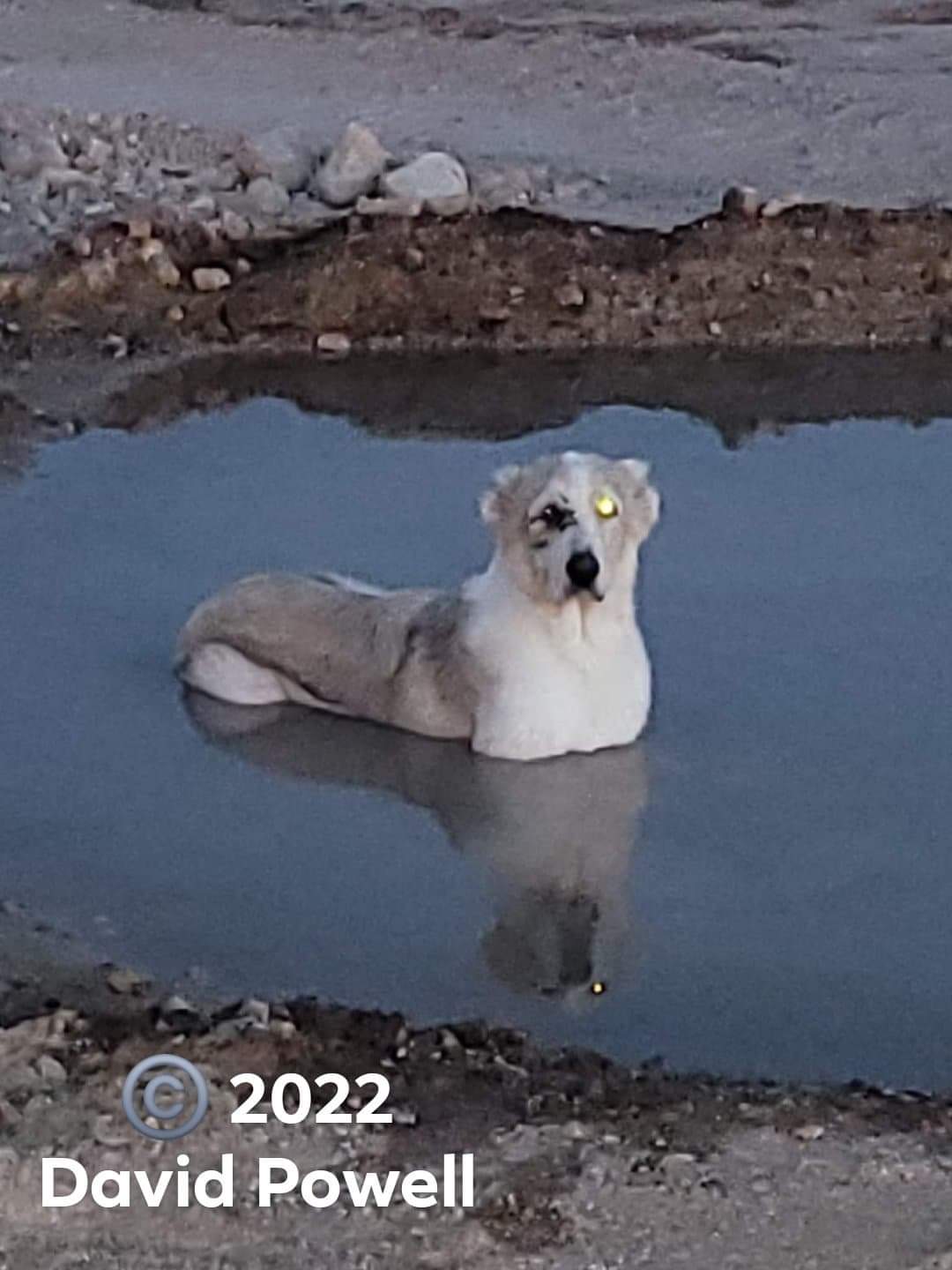 Cherry Cola as a pup, then after being dumped