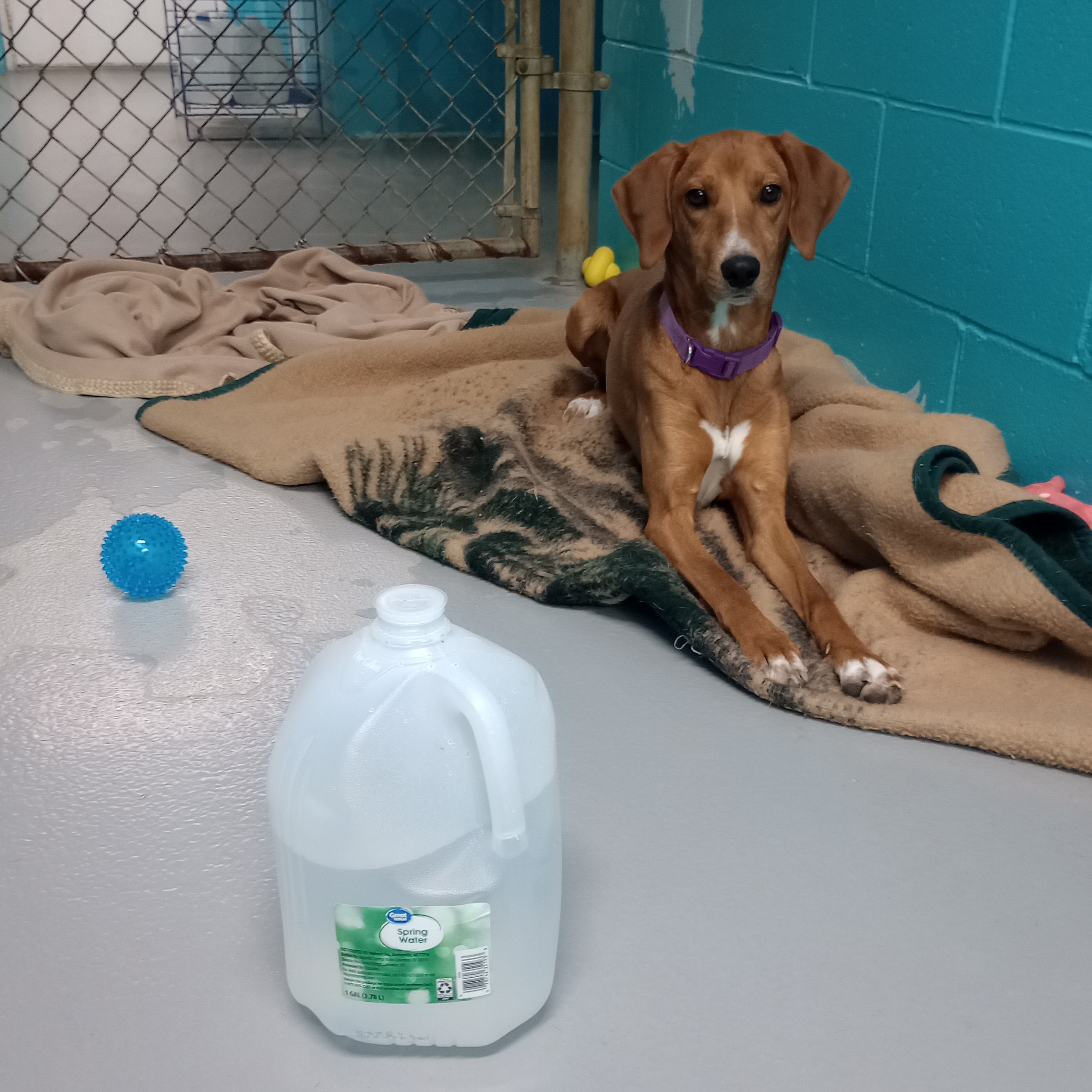 Big Lake Humane Society struggles without water, seeks donations