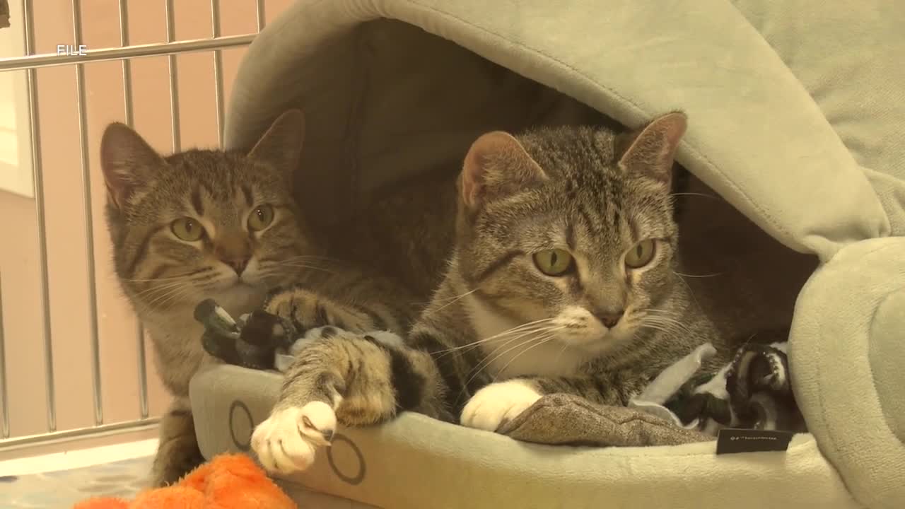 Cats