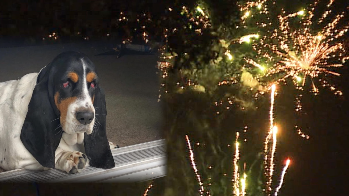 firework safety-pets.png