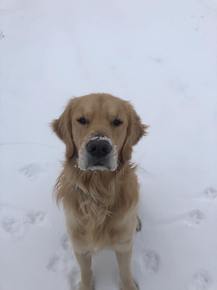 Lenny by Susie Schulz Christiansen.jpg