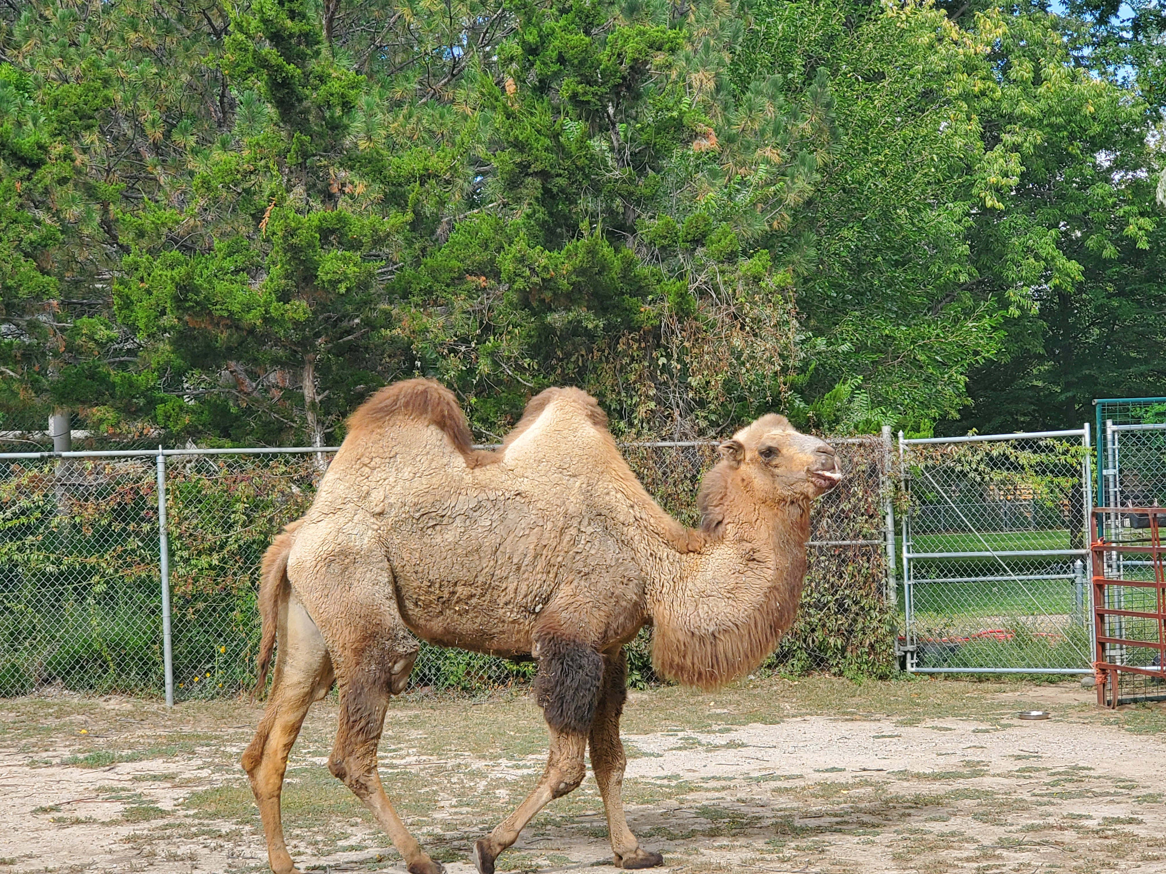 PuebloZoo_Camel_Presley_4.jpg
