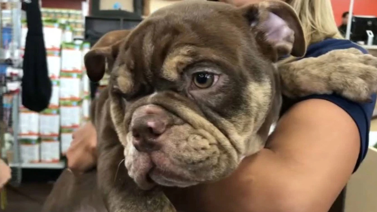 Surveillance footage captured the moment two men allegedly stole a puppy from a pet store in Pembroke Pines on Feb. 21, 2020.