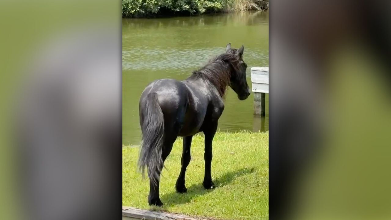 COROLLAHORSE.jpg