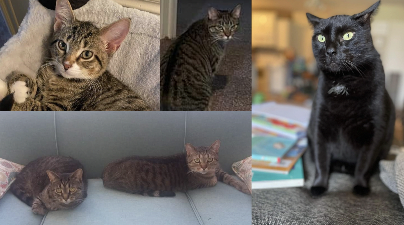 Missing cats from Knob Hill Apartment fire
