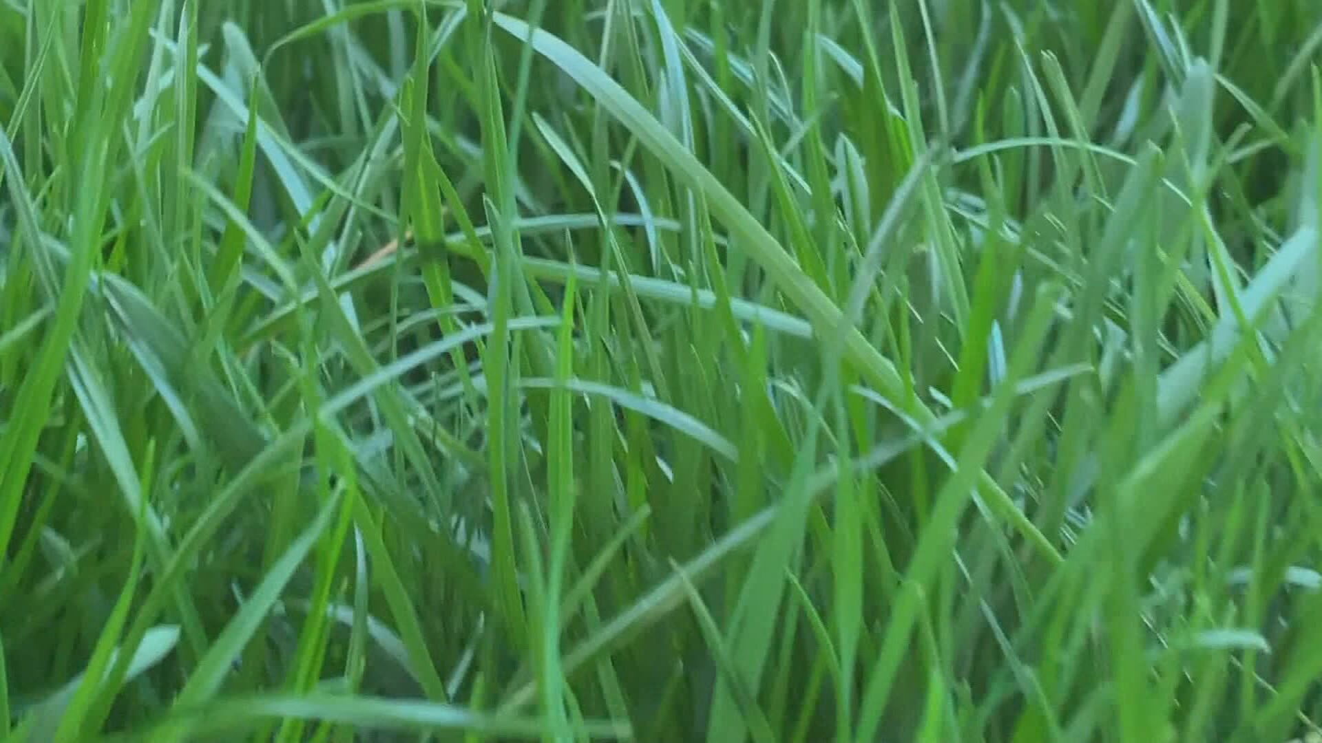 AM JENNIFER CRTV LAWN PRODUCTS PKG_frame_587.jpeg