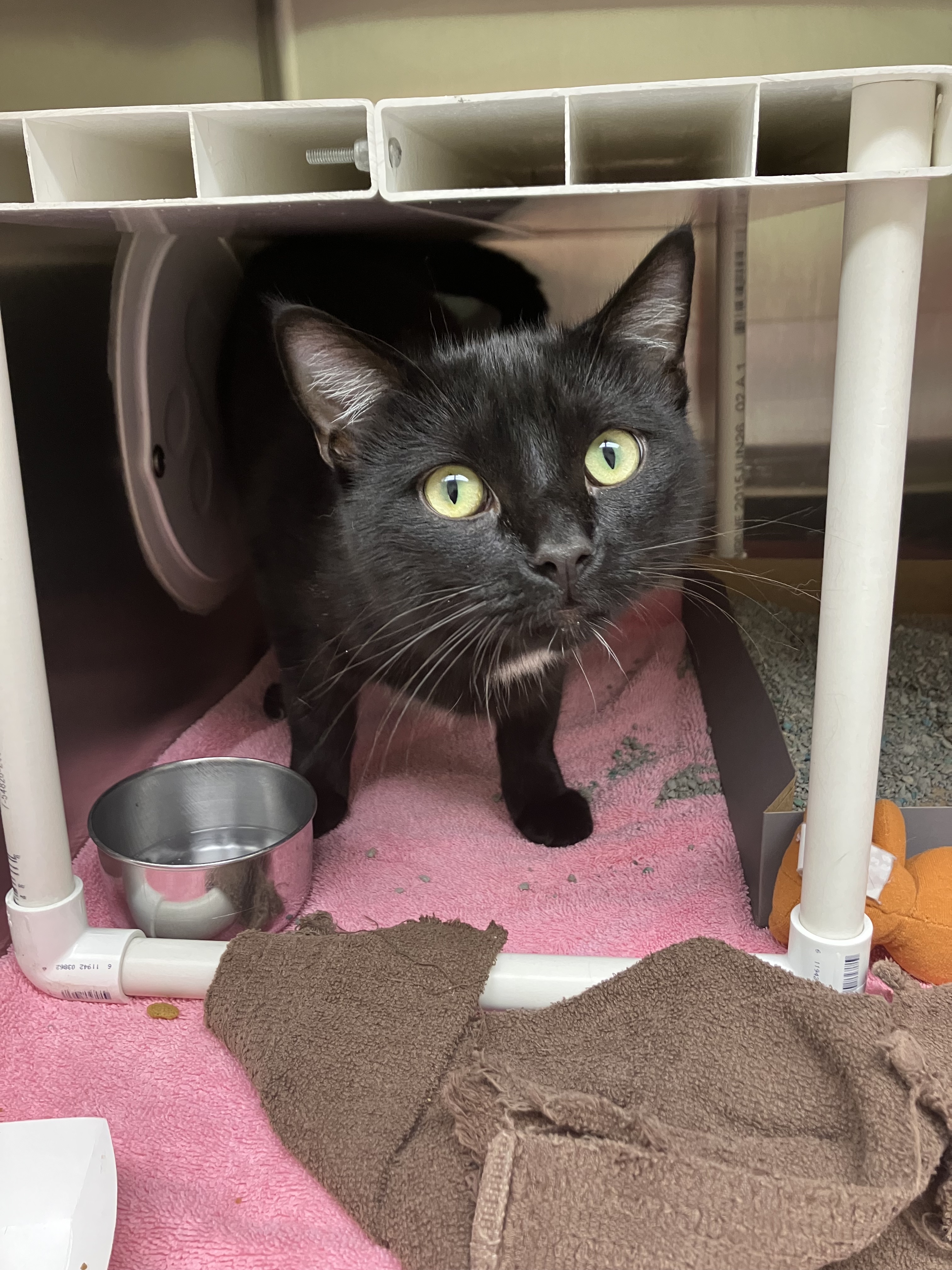 Cat found in tote