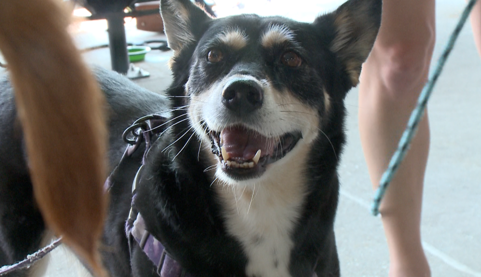 Bark in the Park.png