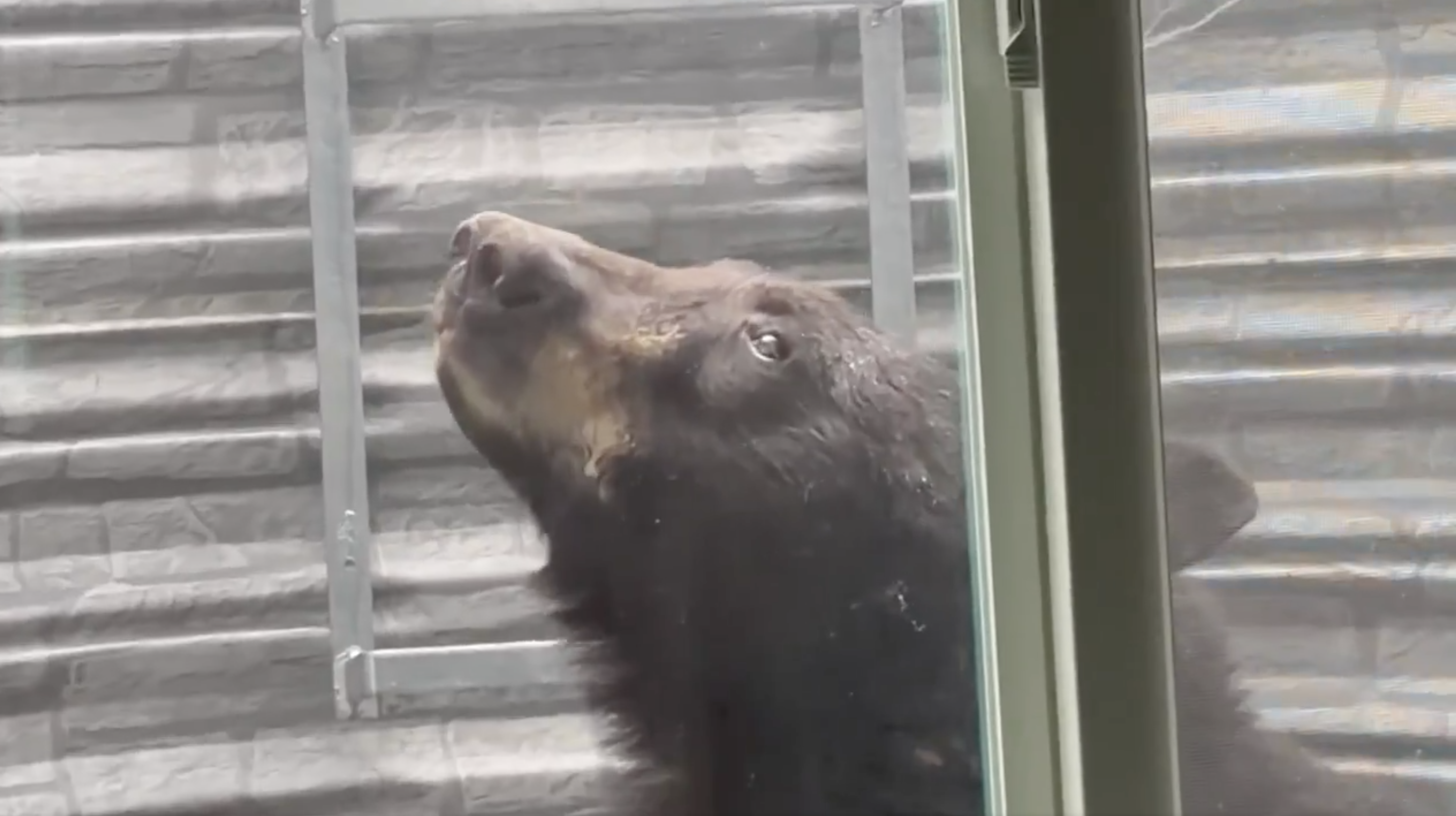 Bear in Falcon Window Well