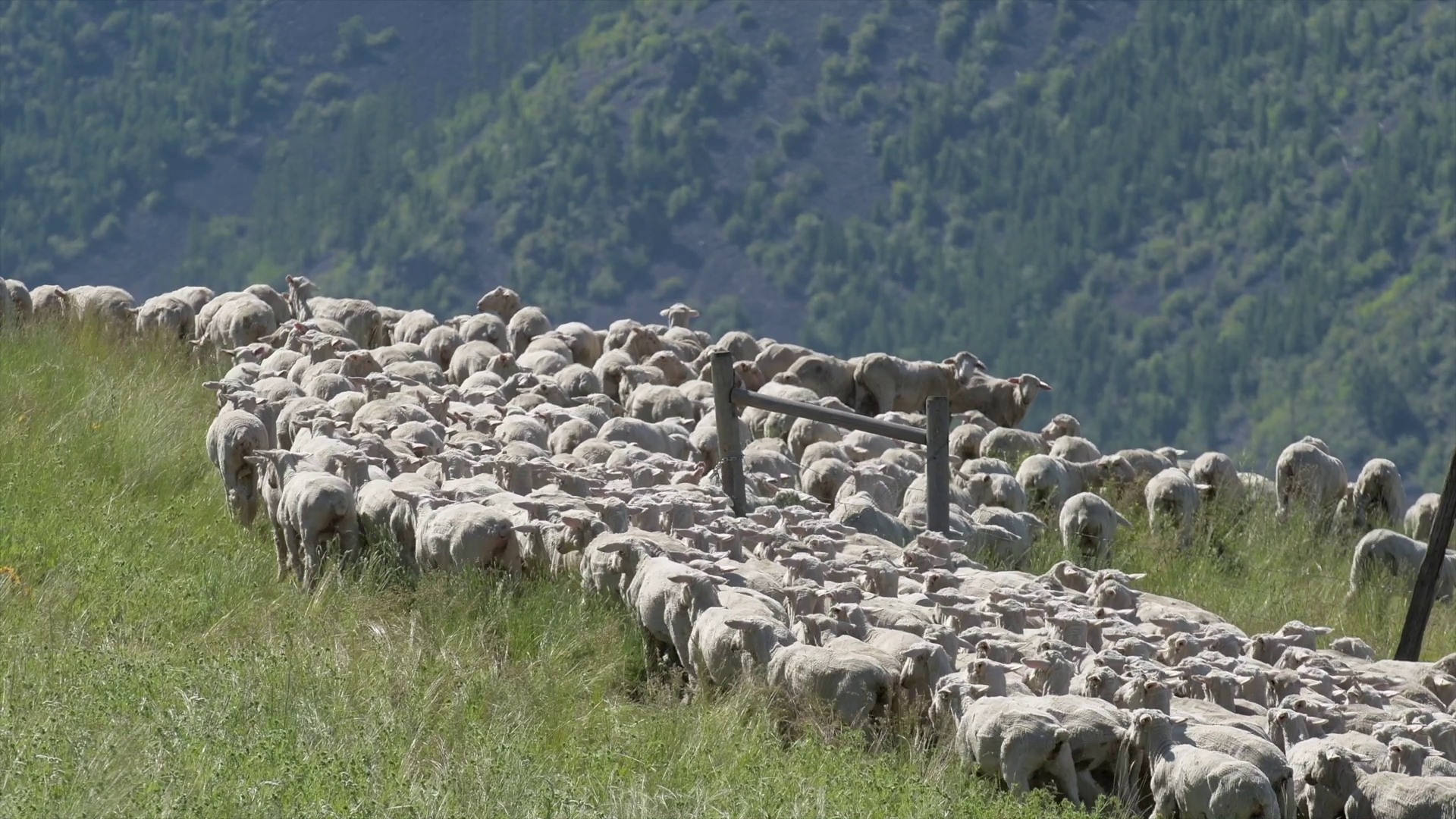 Hundreds of sheep get busy tackling noxious weeds in Missoula