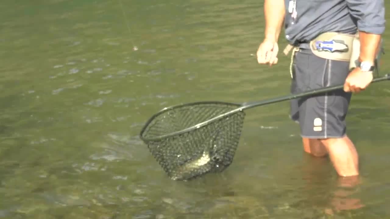 Landing Fish.jpg
