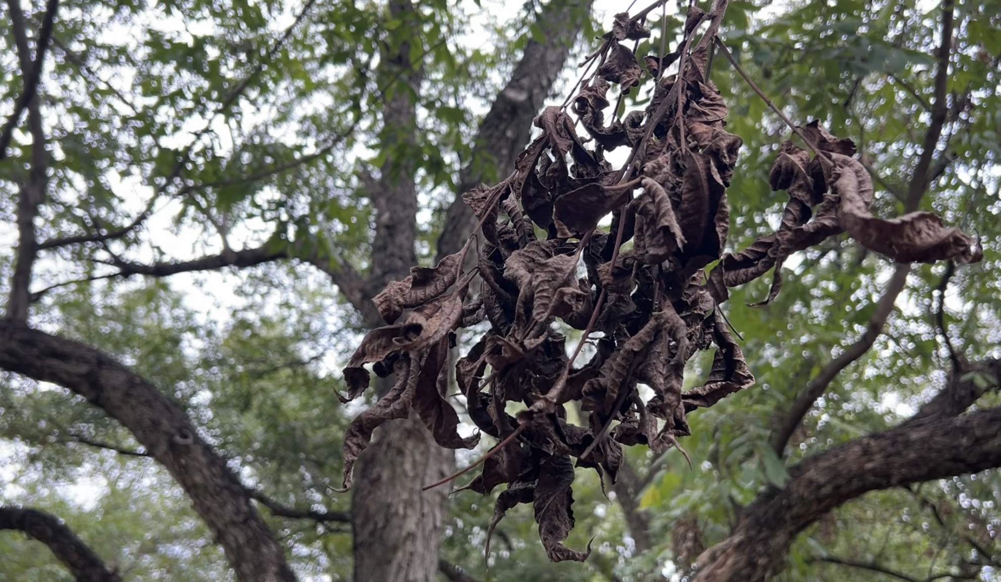 Thomas County farmers battle worsening drought