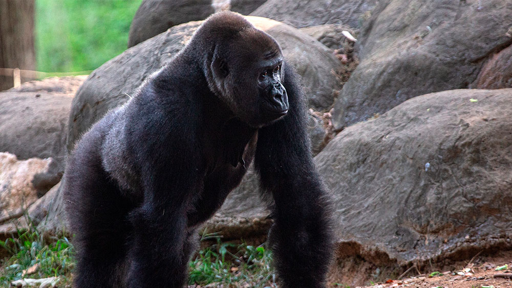 gorilla.jpg