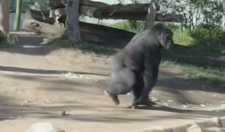 A gorilla charges a protective layer of glass at the San Diego Zoo.