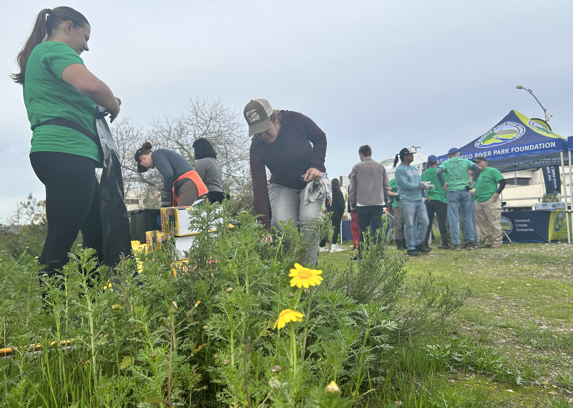 Volunteers clean our storm debris in The San Diego River