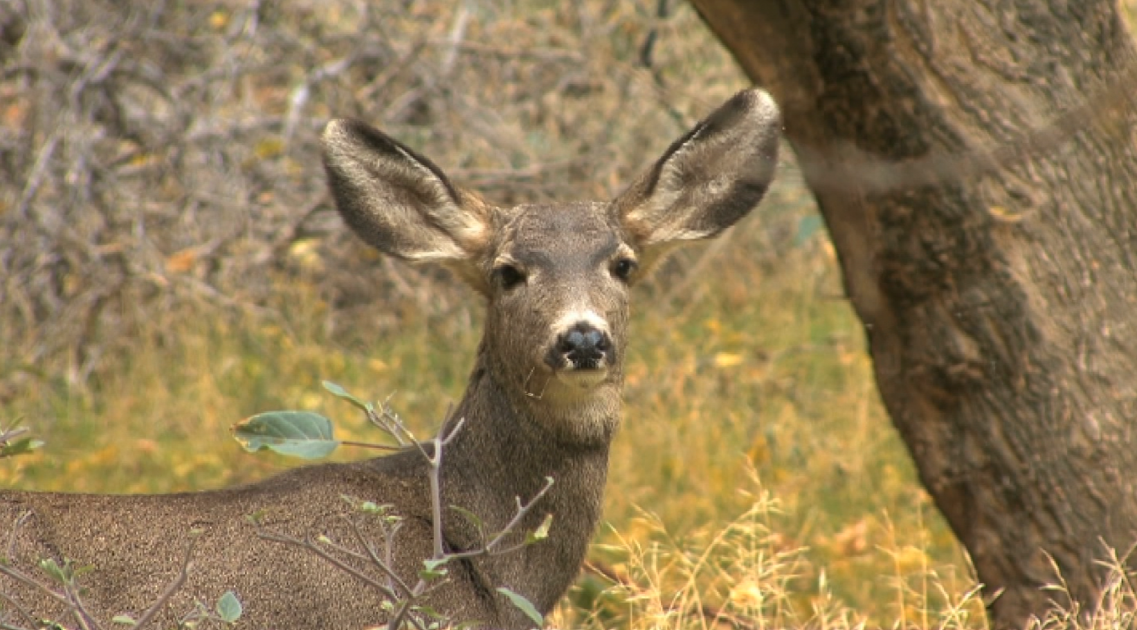 deer
