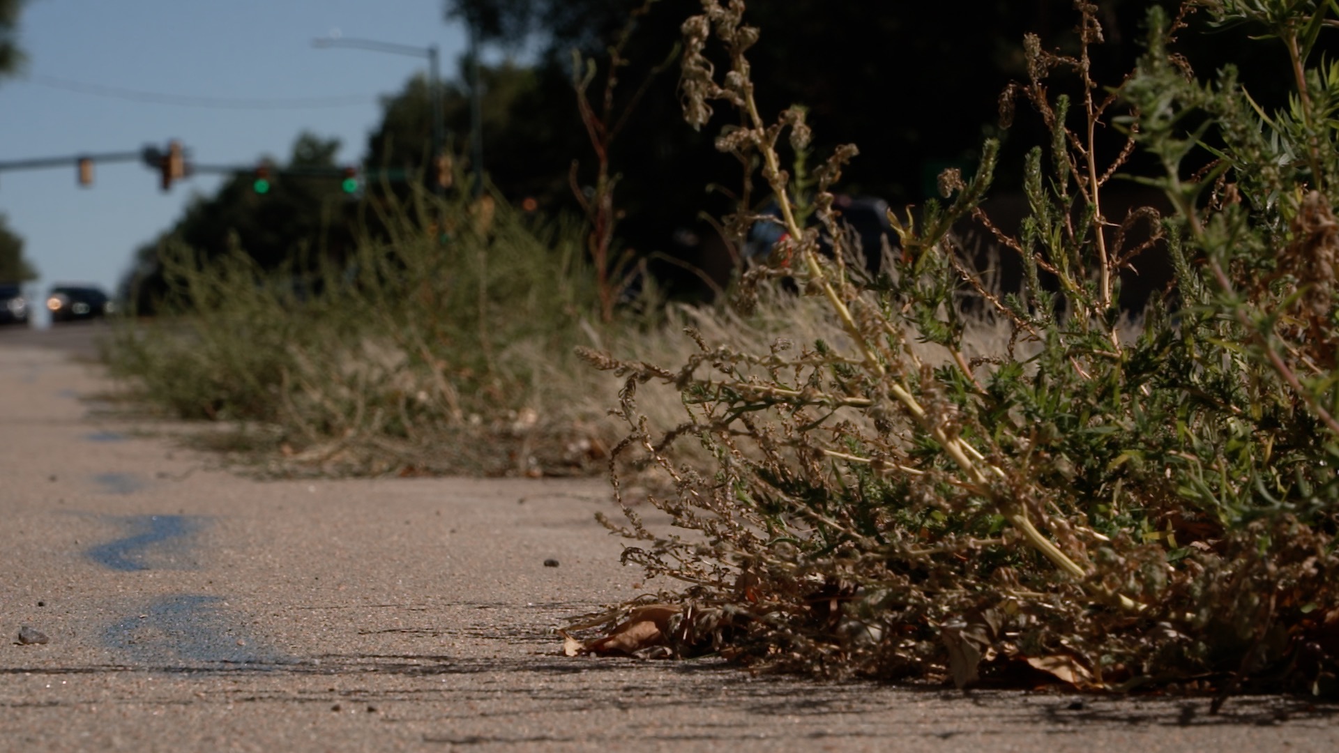 WEB PIC_WEEDS.jpg